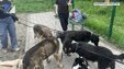 Три с половиной тысячи питомцев потеряно в Кемеровской области за 2025 год.