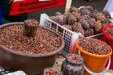 Власти отберут у кузбассовцев транспорт, если собрать орешки раньше положенного