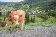 Как корова языком слизала: Кузбасс жёстко просел по скоту, яйцам и молоку