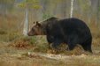 На днях провел комиссию межведомственного взаимодействия при обнаружении диких животных с участием представителей прокуратуры, МЧС, полиции и организации охотников.