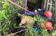 В Новокузнецке спасатели спустились на девять метров ради собаки