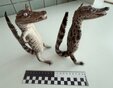 Таможенники нашли в сумке кузбассовца двух сиамских крокодилов